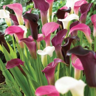 Royal Majesty Calla Blend Thumbnail